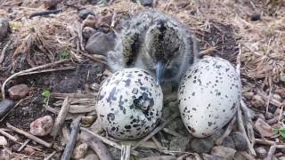 Oystercatcher chick hatching at Auchnerran [upl. by Llorrac]