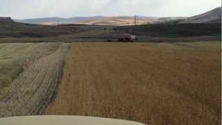 Triticale Harvesting in Turkey by TC56 [upl. by Redwine505]