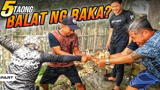 P1  Gaano Katigas ang Balat ng Baka na Limang Taon na  EP1560 [upl. by Plante]