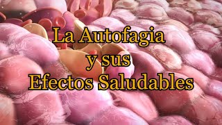 La Autofagia y sus Efectos Saludables [upl. by Grim]