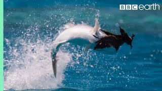 Fish Vs Bird  Blue Planet II  BBC Earth [upl. by Marysa738]