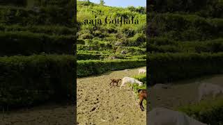 Gothalo jada layeko maya lovenepal travel viralvideo nepal [upl. by Ellary195]