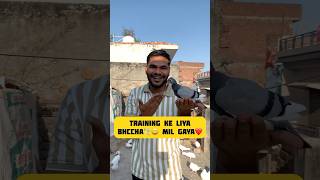 Hand training Ke liya bhccha🕊️😃 mil gaya❤️ minivlog abhipetsvlog pigeon kabootar petlover [upl. by Karlyn]