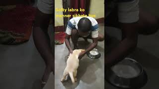 labrador softy eat dinner [upl. by Dante]