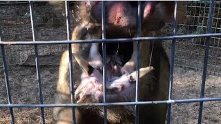 Wild Boar Hog Caught Wants to Fight Dies [upl. by Vaenfila]