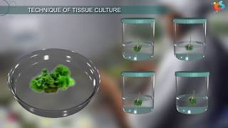 Visualizing Meristematic Tissue [upl. by Hendrik]