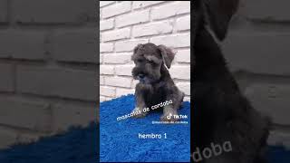 schnauzer los pichitos [upl. by Lalittah]