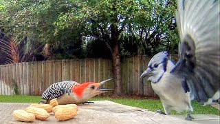 Blue Jays Versus Woodpecker [upl. by Tav]