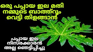 പപ്പായ ഇല കൊണ്ട് ബാത്ത്റൂം ക്ലീൻ ചെയ്തു നോക്കൂ ഞെട്ടിപ്പോവുംBathroom cleaning ideas in Malayalam [upl. by Knute298]