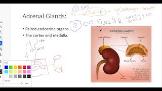 6 Endocrine  Pathology   Pathology of the Adrenal Gland [upl. by Rains21]