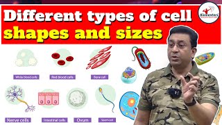 Different types of cell  shapes and sizes l Biology for NEET 2025 l Cell the unit of life [upl. by Dey]