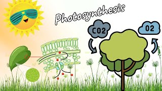 Definition of photosynthesis [upl. by Graehl]