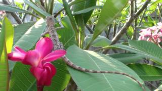 Forest Crested Lizard  Calotes emma  in KalasinThailand [upl. by Boyt]