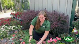 Japanese Beetles  How to Save Your Plants [upl. by Barrington215]