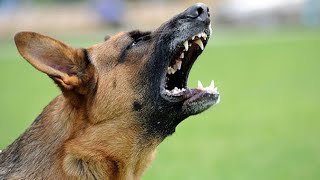 Dog In Heat Sounds  Female Dog In Heat Sound  Dogs Howling  Female Dog In Heat BarkingDog Voice [upl. by Orecul406]