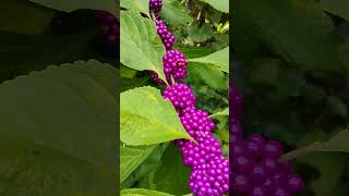 Beautyberry Plant [upl. by Hallerson101]