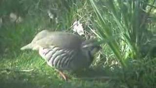 Redlegged Partridge Alectoris rufa [upl. by Anaeed959]