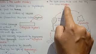 Oomycota  Water Molds  Characteristics And Their Life Cycle [upl. by Roe]