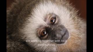 Song of the San Martin Titi Monkey  Canción del Tocon [upl. by Luapnaes]