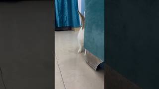 Peek a boo 🐰🐇 lifeoftinkywinky bunnylife cookie playfulpets [upl. by Naga296]