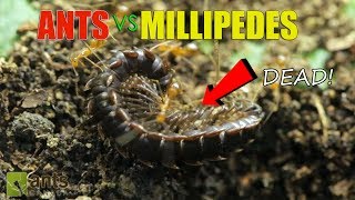 Ants vs Giant Millipedes [upl. by Ayatal]