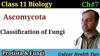 Ascomycota  classification of Fungi  kingdom Fungi  class 11 biology [upl. by Houser]