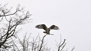 Balbuzard pêcheur  migration Brenne 2018 [upl. by Gracye]