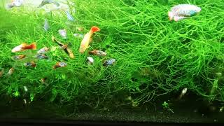 Adding Siamese Algae Eaters To 40 Gallon Community Tank  Discovered Julii Cory Born In Aquarium [upl. by Sinnel781]