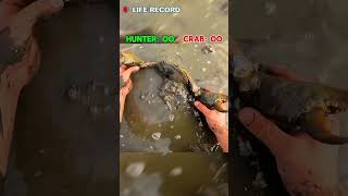 Giant Mud Crab VS Australian Hunter [upl. by Bremer]