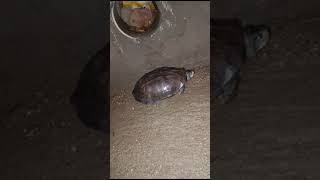 tortoise smalltortoiseviralvideo tortoiseshell sea animalturtlekachuua [upl. by Iviv]