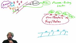 Lectin pathway of complement activation [upl. by Atcele]