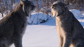 Lynx Screaming during mating season [upl. by Calhoun]