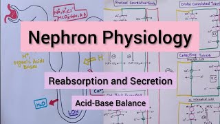 Nephron Transport Physiology  Reabsorption amp Secretion [upl. by Enybor]