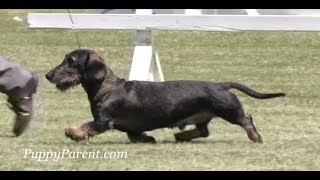 Wirehaired Dachshund Dog Show [upl. by Smaoht]