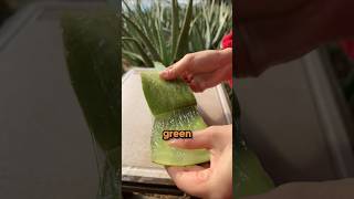 Aloe Vera Processing method [upl. by Hollenbeck546]