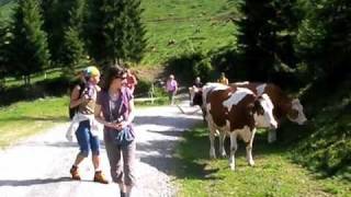 Wildschönau Almsommer mit Käse amp Kräutern Wandern zur Schönanger Alm [upl. by Grange]