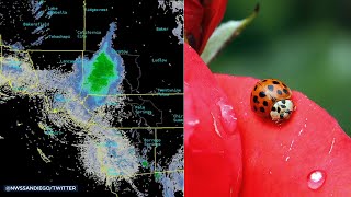 Massive ladybug swarm moving through SoCal  ABC7 [upl. by Arraeic]