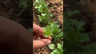 How to grow winter season coriander leaves 💯organic matteryoutube shortvideo [upl. by Ilam]