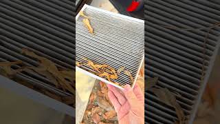 How to Change Hyundai Palisade and Kia Telluride Cabin Air Filter [upl. by Sellers772]