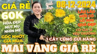 CHỊ NGỌC HÂN Giao Lưu Mai Vàng Giá Rẻ Giảo Siêu Nụ Giảo Phú Tân Cúc Thọ Hương • THÀNH TRỌNG LÊ [upl. by Joacimah902]