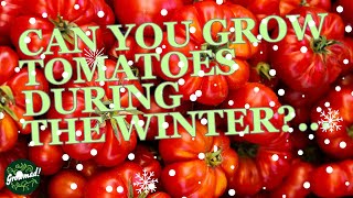 Can You Grow Tomatoes During The UK Winter [upl. by Nonnaehr]