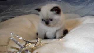 Seal point Exotic male kitten [upl. by Crawley]