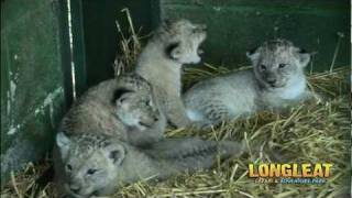 Introducing New Born Lion Cub Simba and his Siblings at Longleat Safari Park [upl. by Kurys]