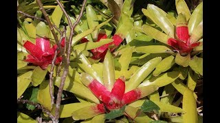 Bromeliads TILANDSIA AECHMEAGUZMANIANEOREGELIA [upl. by Lippold]