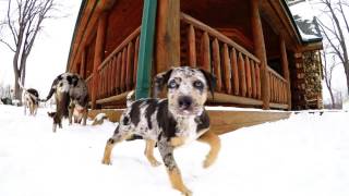 Catahoula Blue Leopard Puppy [upl. by Nettle722]