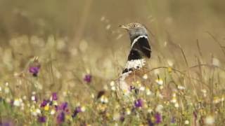 Aves no Sul de Portugal [upl. by Inanaup107]