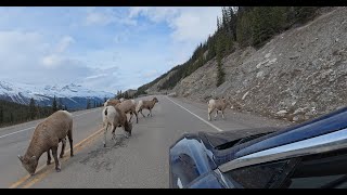 The Icefields Highway between Jasper and Banff Alberta  After the 2024 wildfires  Tesla Model 3 [upl. by Samuella]