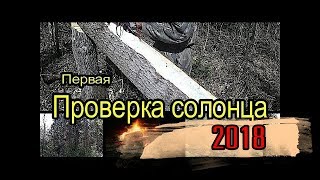 Первая проверка солонца 2018 The first test of the salt lick 2018 [upl. by Erasmo]