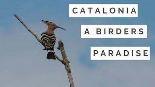 Catalonia a birders paradise [upl. by Yanel]