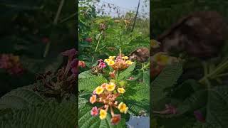 New technique for pesticide banane ka tarika flowers anokhe phool se pesticide indiaflower [upl. by Nagel]